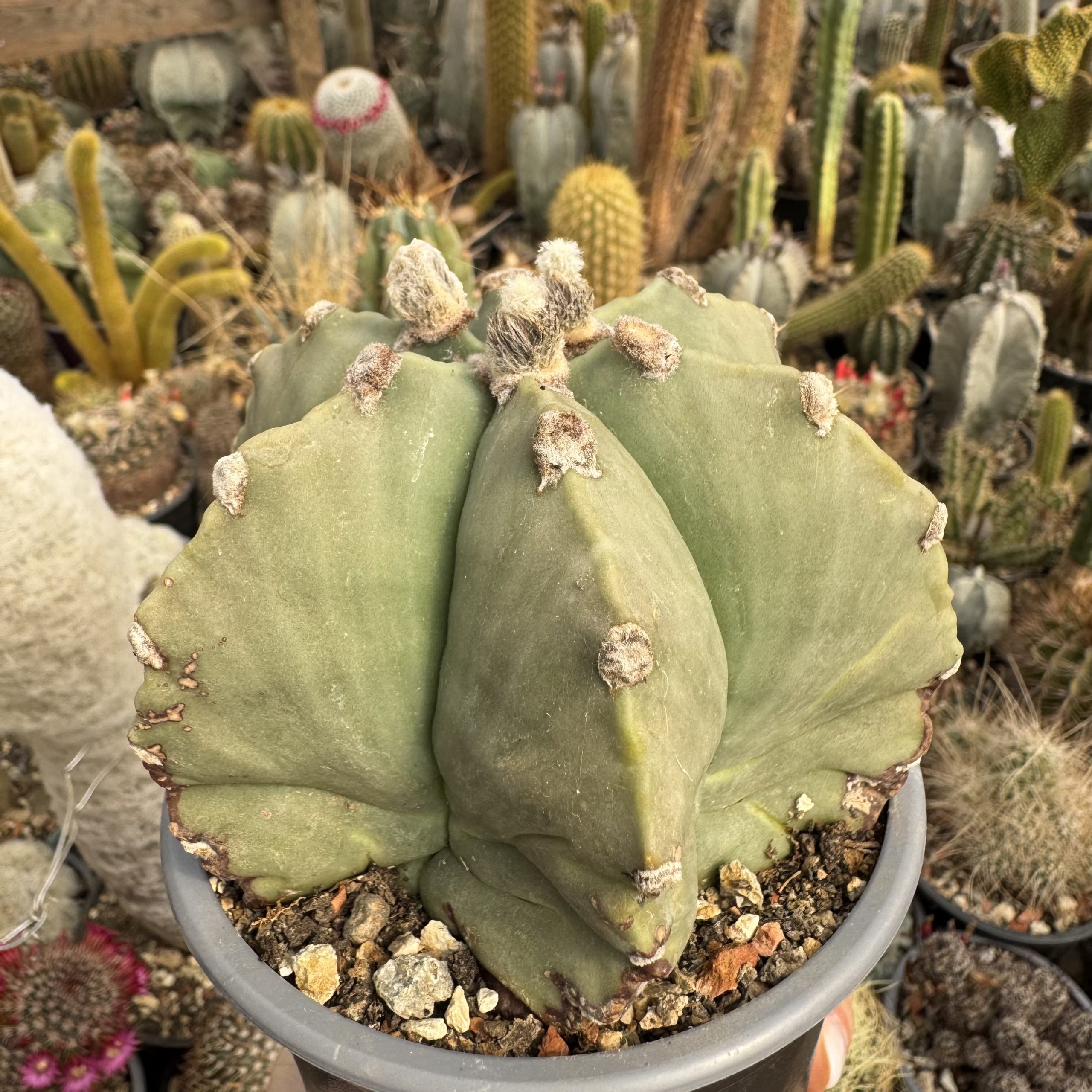 Astrophytum miriostygma nudum 6 coaste - imagine 3