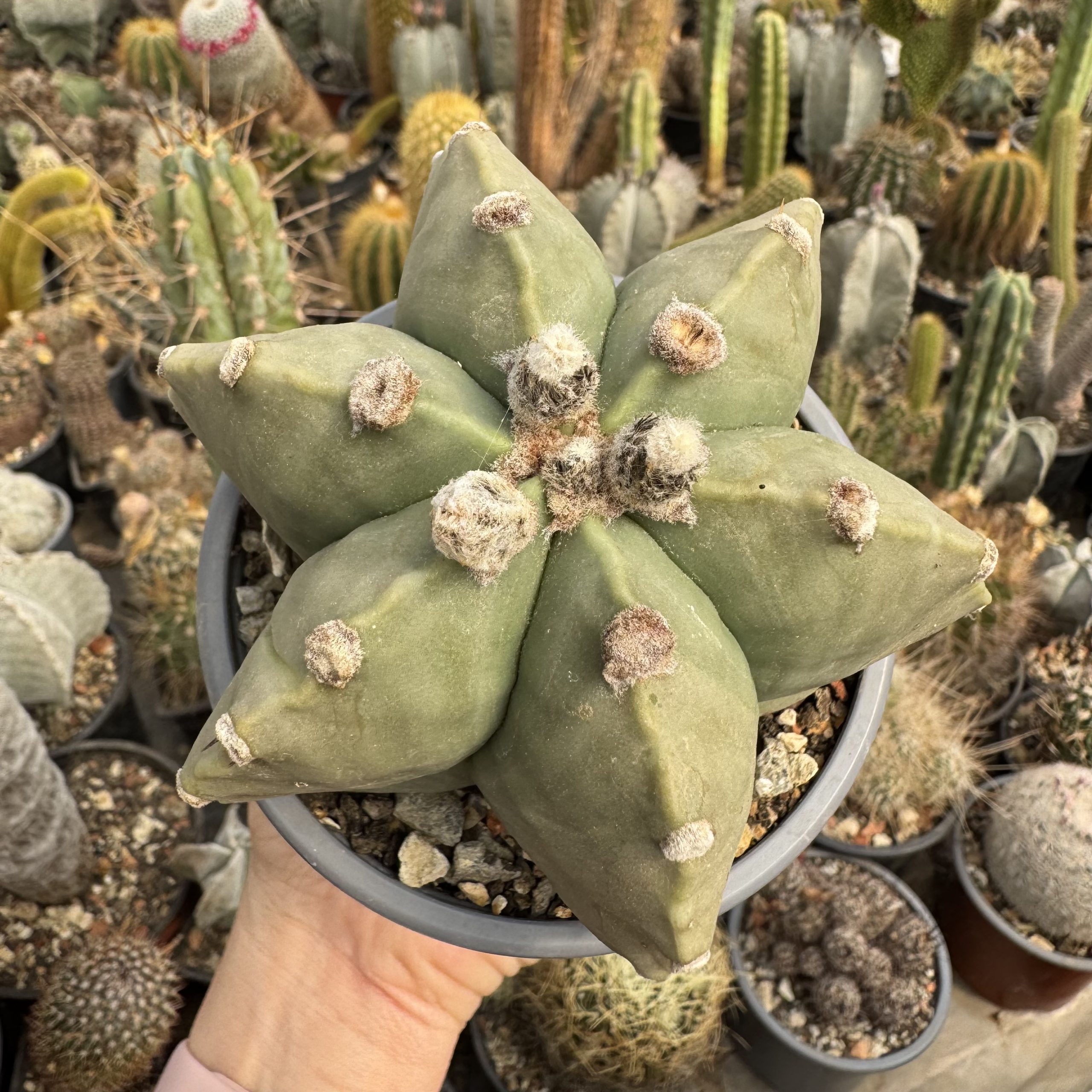 Astrophytum miriostygma nudum 6 coaste - imagine 2