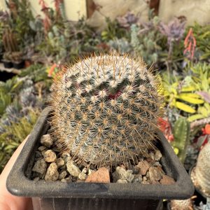 Mammillaria cactus