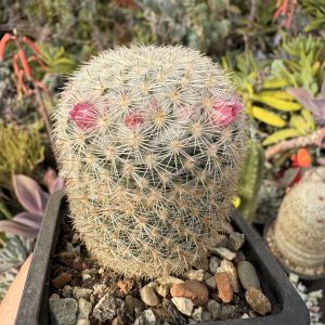 Mammillaria haageana cactus