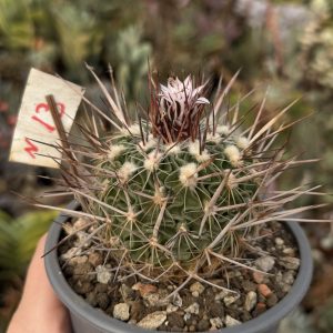Stenocactus