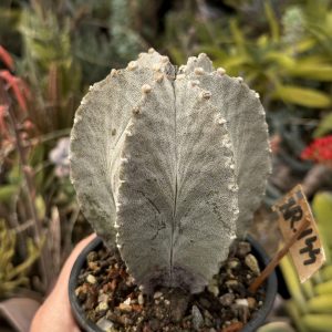 Astrophytum myriostygma 6 coaste