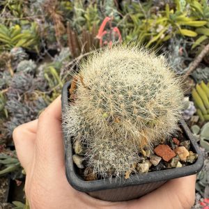 Rebutia cactus flori galbene