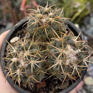 Coryphantha cu 3 capete