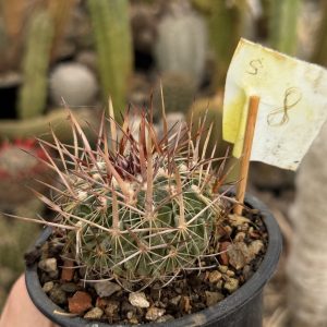 Stenocactus (8)