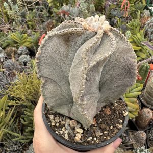 Astrophytum myriostygma crestată (kikko-like, deformare naturală)