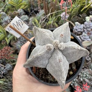 Astrophytum miriostygma