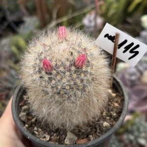 Mammillaria bocasana roseiflora (114)
