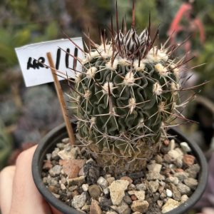 Stenocactus (111) (deschide galeria pentru floare)