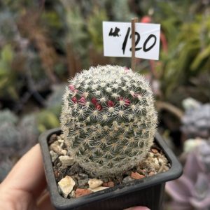 Mammillaria (120)