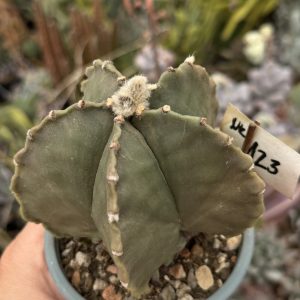 Astrophytum miriostygma nudum cactus