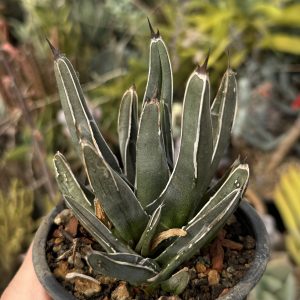 Agave Victoria-reginae - suculentă geometrică deosebită