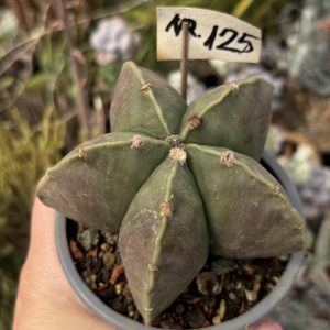 Astrophytum miriostygma nudum