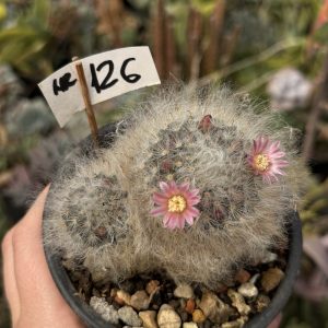 Mammillaria bocasana rose cactus