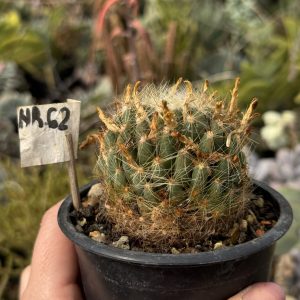 Mammillaria #62 baumii