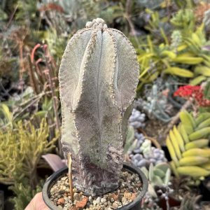 Astrophytum miriostygma cactus (24), 15 cm
