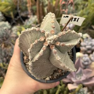 Astrophytum miriostygma