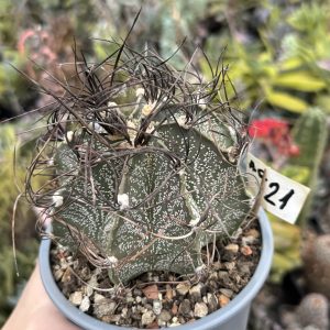 Astrophytum capricorne – exemplar matur (10–12 ani)