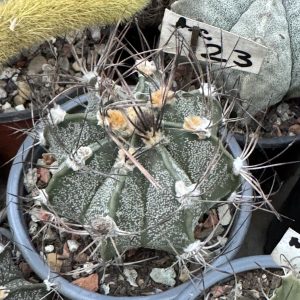 Astrophytum capricorne cactus