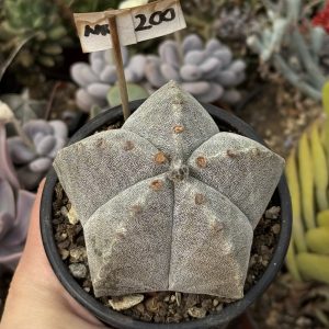 Astrophytum myriostigma – exemplar matur (~10 ani)