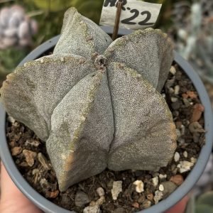 Astrophytum myriostigma – exemplar matur (~10 ani)