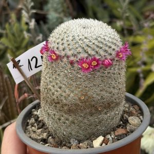 Mammillaria cactus Old Lady group