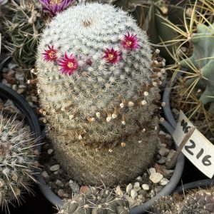 Mammillaria cactus tip Old Lady