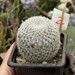 Mammillaria cactus - spini uniformi și foarte fini