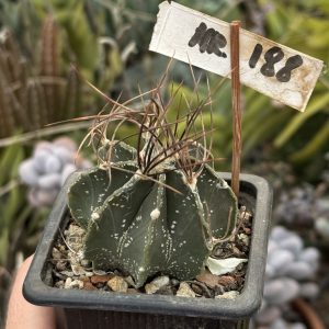 Astrophytum senile hibrid