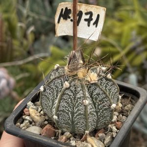 Astrophytum capricorne