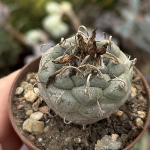 Turbinicarpus – cactus miniatural, creștere lentă