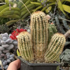 Echinocereus sp. – exemplar matur, cu mai multe capete