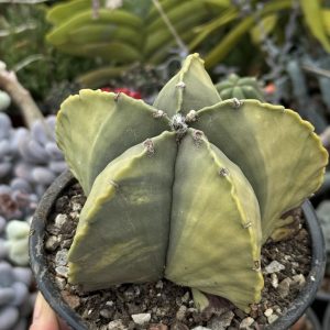 Astrophytum myriostigma variegata – exemplar matur