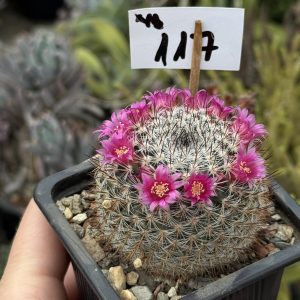 Mammillaria cactus