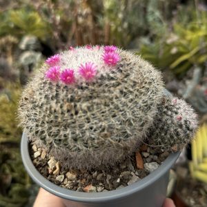 Mammillaria cactus