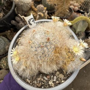 Mammillaria bocasana cactus lastarit