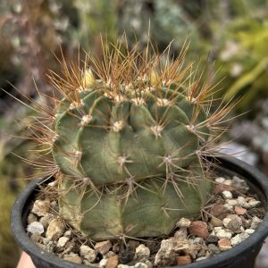 Acanthocalycium violaceum – formă dublă (tip „sandwich”)