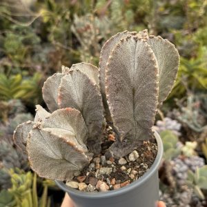 Astrophytum spp. – exemplar multicaps / 3 capete, 15 ani