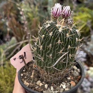 Stenocactus (Echinofossulocactus) – cactus cu coaste ondulate spectaculoase