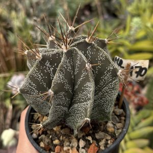 Astrophytum ornatum - exemplar matur, aprox. 10