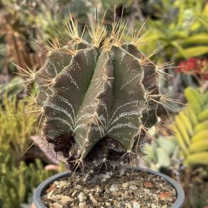 Astrophytum ornatum – formă sculpturală și apex geometric