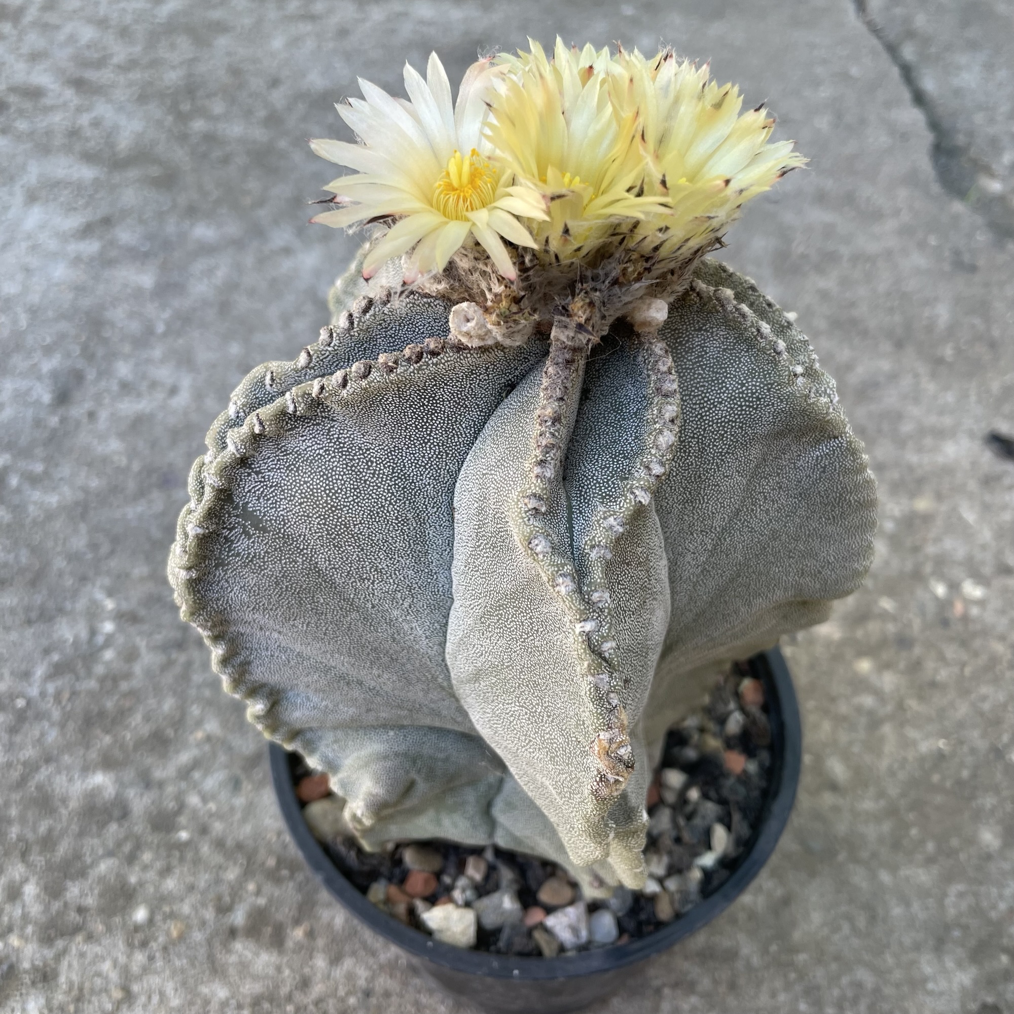 Astrophytum myriostygma crestată (kikko-like, deformare naturală) - imagine 8