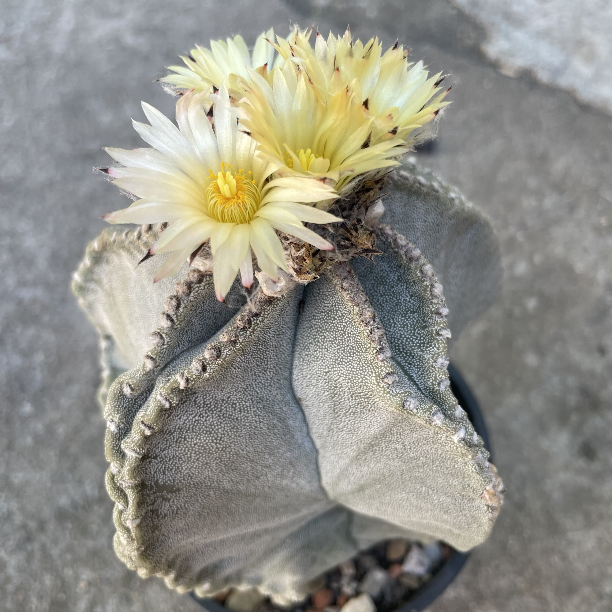 Astrophytum myriostygma crestată (kikko-like, deformare naturală) - imagine 7