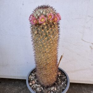 Mammillaria microhelia cactus
