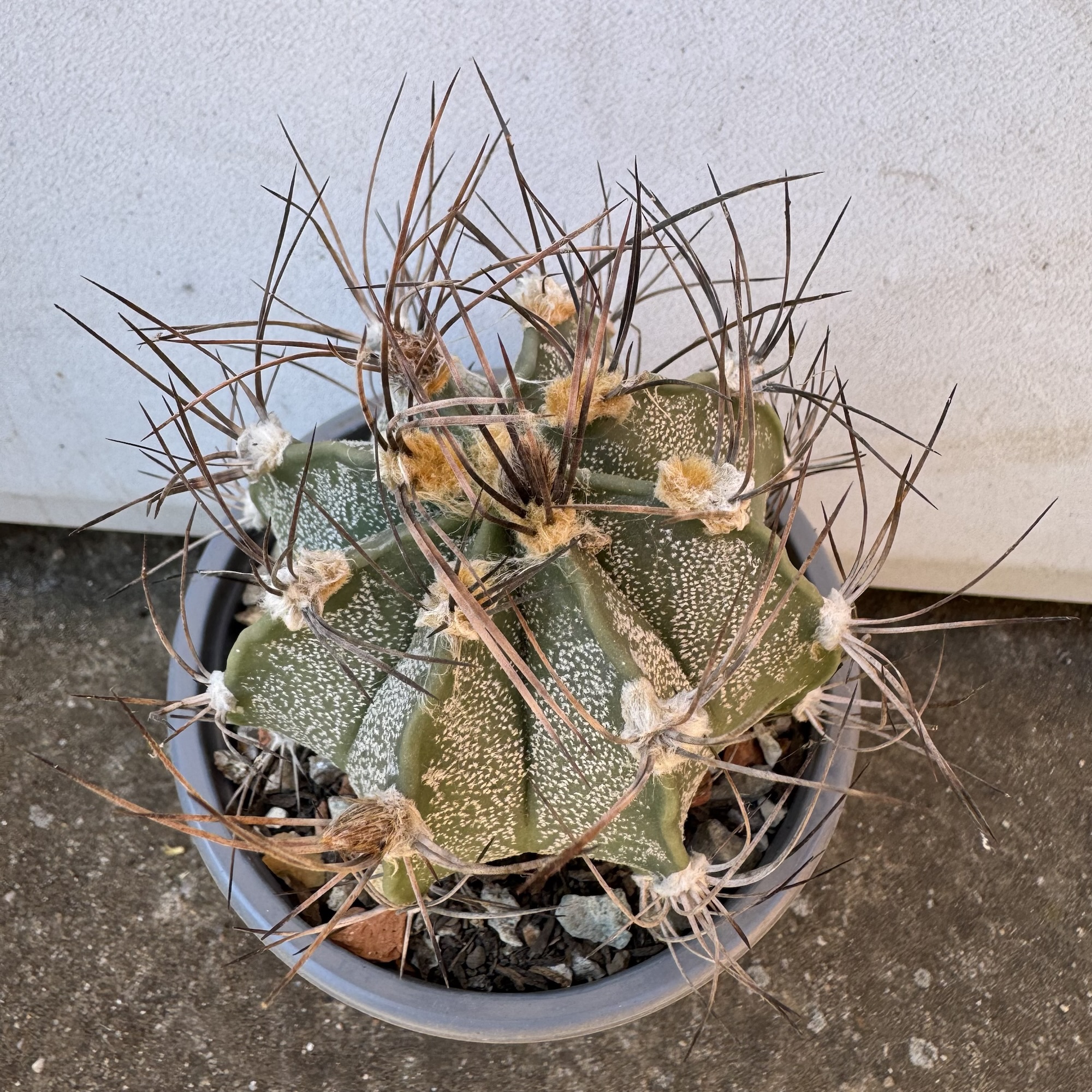 Astrophytum capricorne cactus - imagine 3