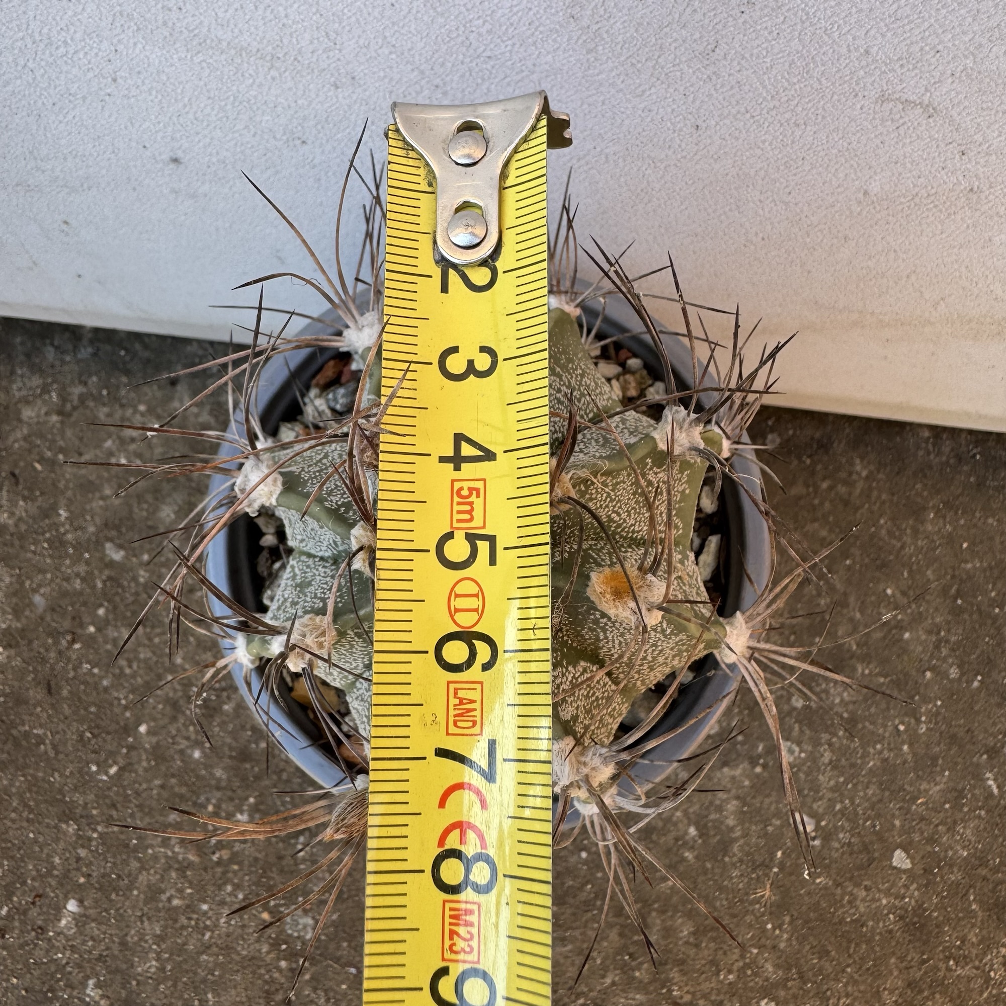Astrophytum capricorne cactus - imagine 5