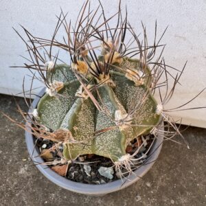 Astrophytum capricorne cactus