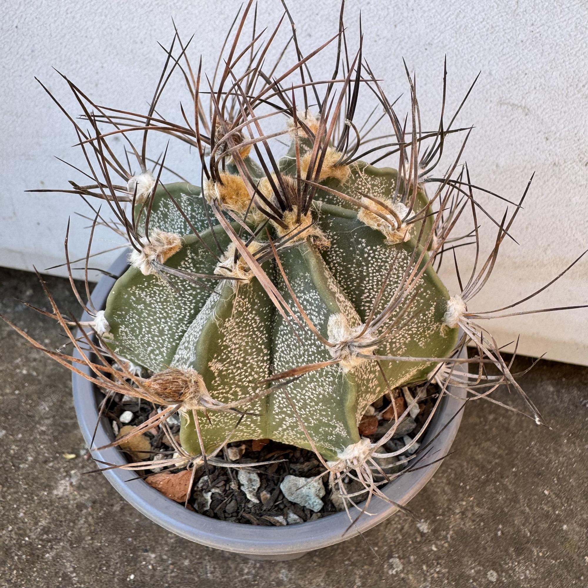Astrophytum capricorne cactus