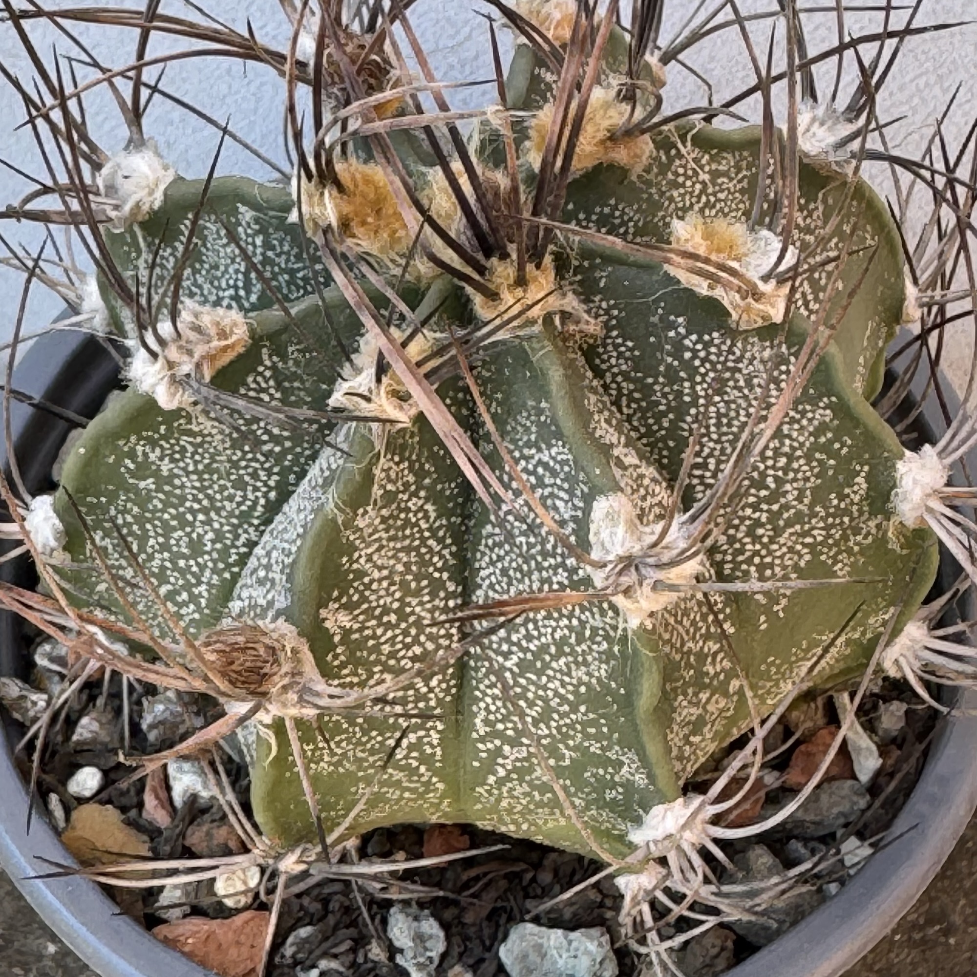 Astrophytum capricorne cactus - imagine 4