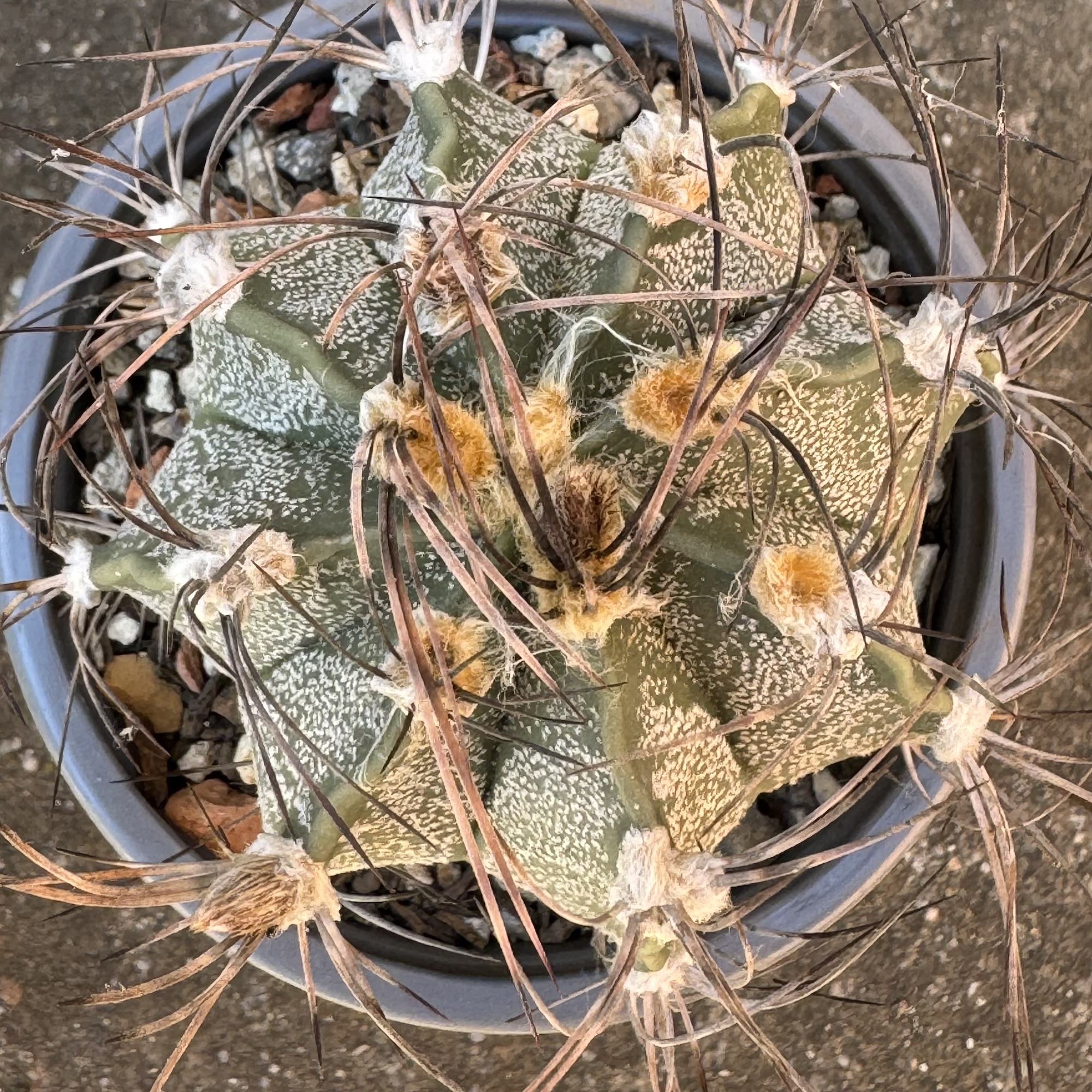 Astrophytum capricorne cactus - imagine 2
